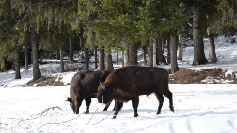 Imagini rare cu o turmă de zimbri, surprinse în parcul natural Vânători din Neamț