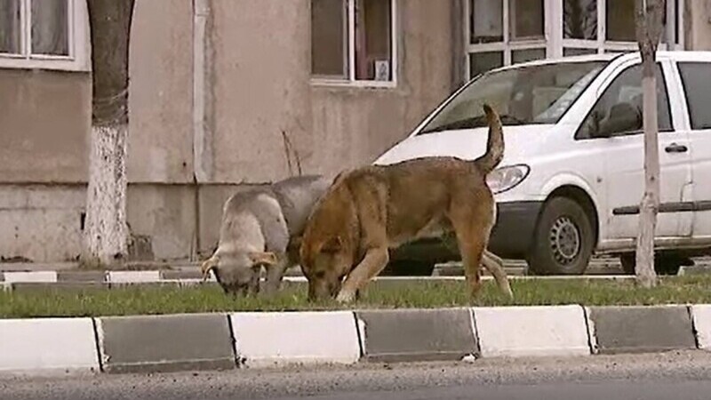 Un bătrân din Reșița a ajuns în stare gravă la spital, după ce a fost atacat de o haită de câini