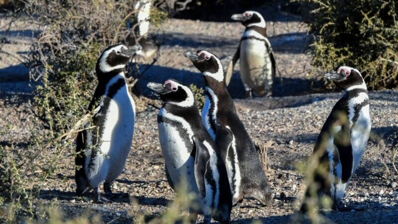 pinguini, Punta Tombo