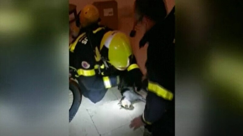 Spania: O pisică aflată în stop cardio-respirator a fost salvată de pompieri, care i-au făcut respirație gură la gură