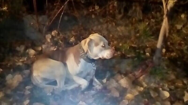 Bucureşteancă amendată cu 3.000 de lei pentru că şi-a abandonat câinele într-un parc, legat de un copac