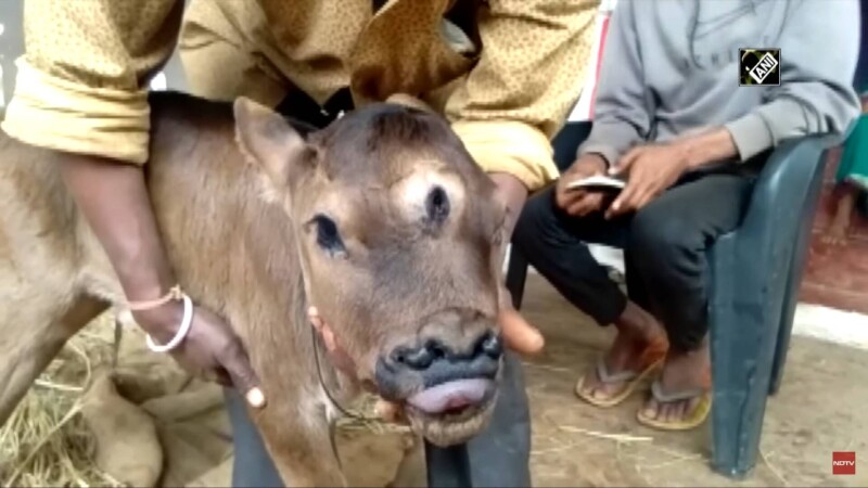 vitel, India,