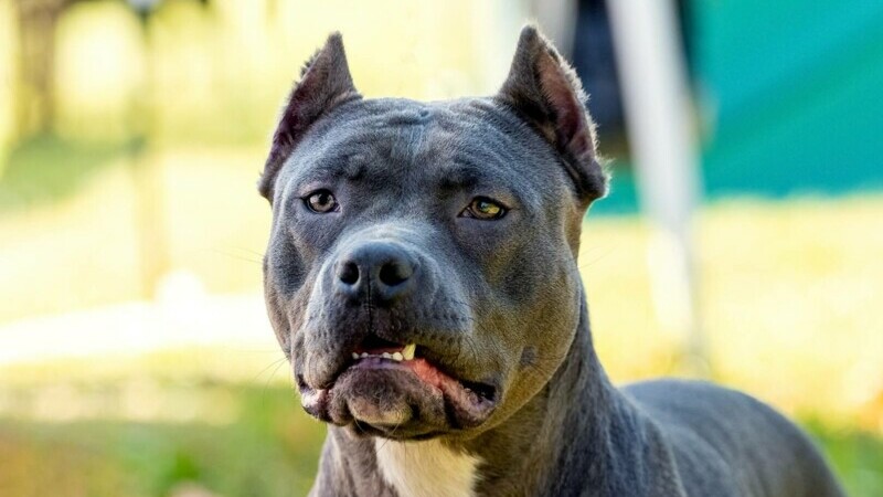 Amstaff