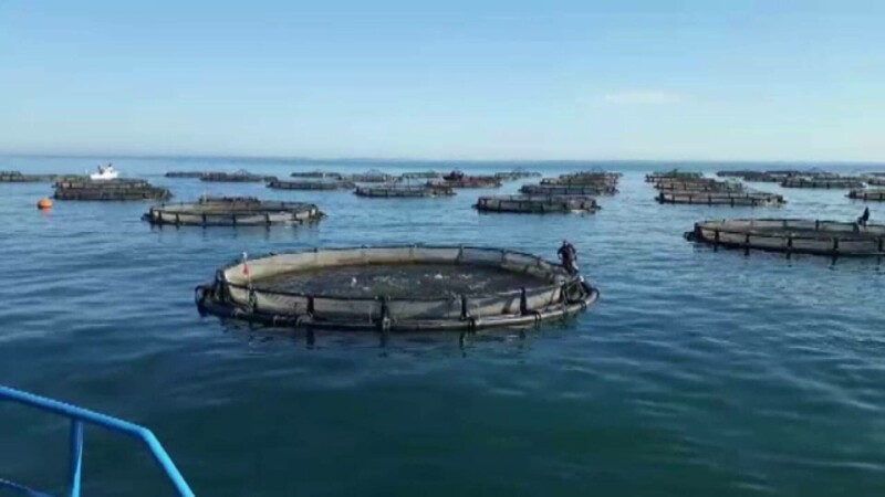 ferme de mare