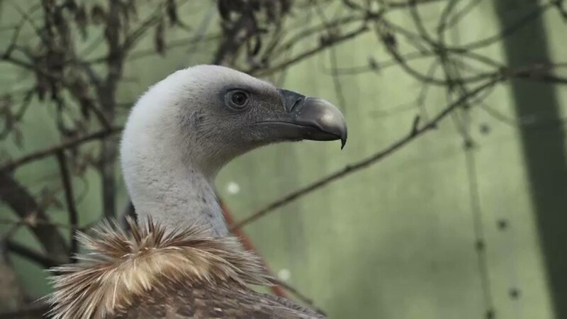 vultur, zoo, targu mures