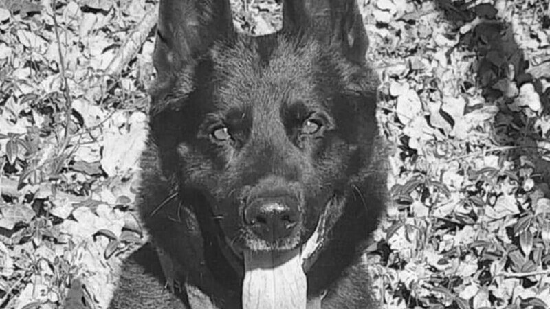 cainele politist suier