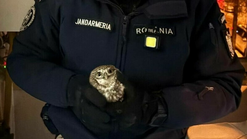 Bufniță jandarmi Botoșani