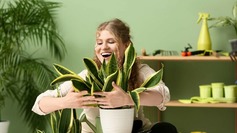 plante de apartament