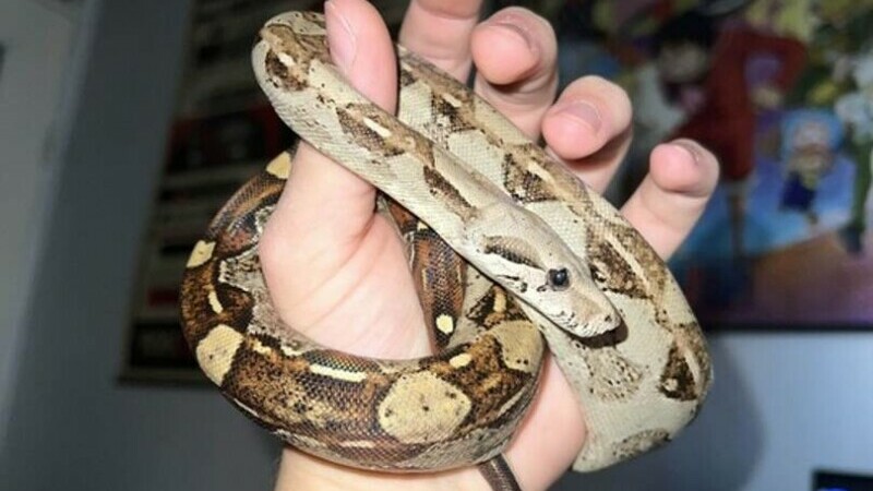 Crescătorie ilegală de reptile