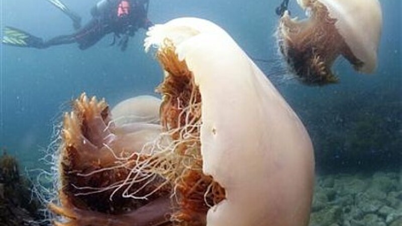 Meduza