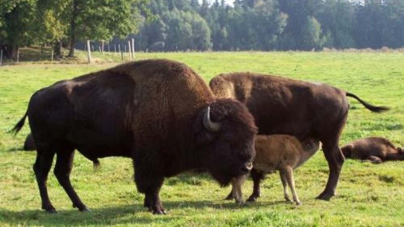 bizoni