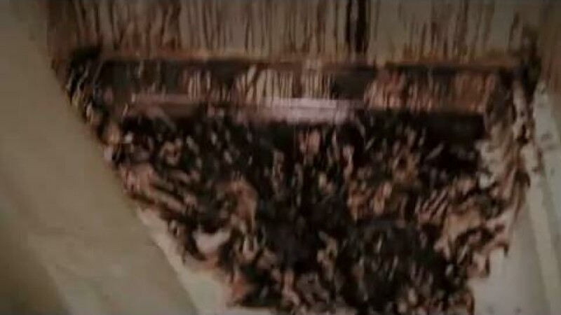 The Thing