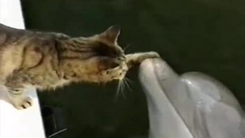pisica si delfin