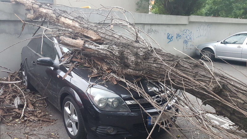 copac cazut Bucuresti