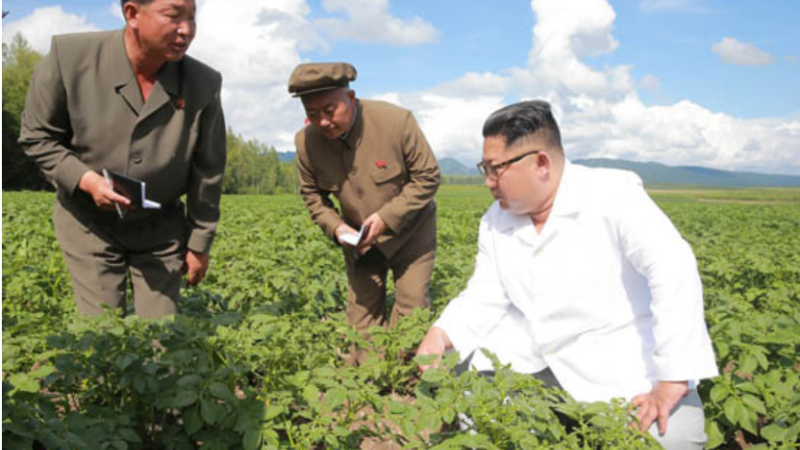 Kim Jong-un pe o plantatie de cartofi