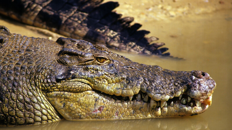 O fetiță de doi ani, ucisă de crocodilii crescuți de tatăl său