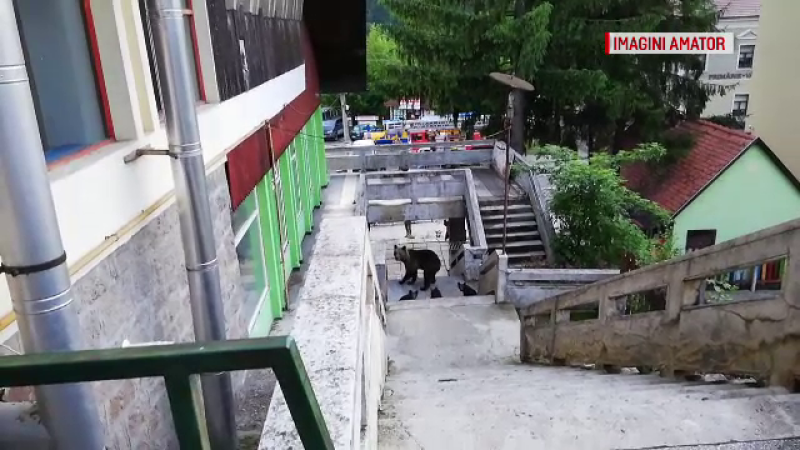 Situaţie periculoasă la Băile Tuşnad. Momentul în care un urs intră într-un restaurant