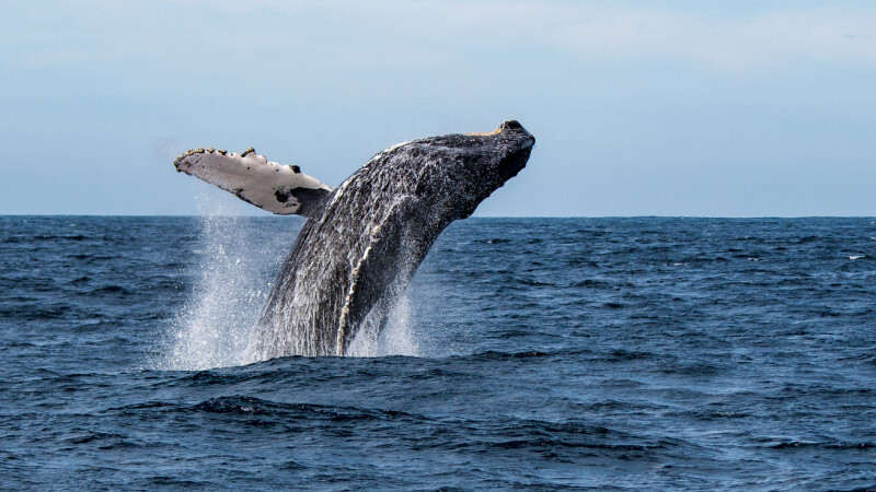 Momentul în care un leu de mare este surprins în gura larg deschisă a unei balene