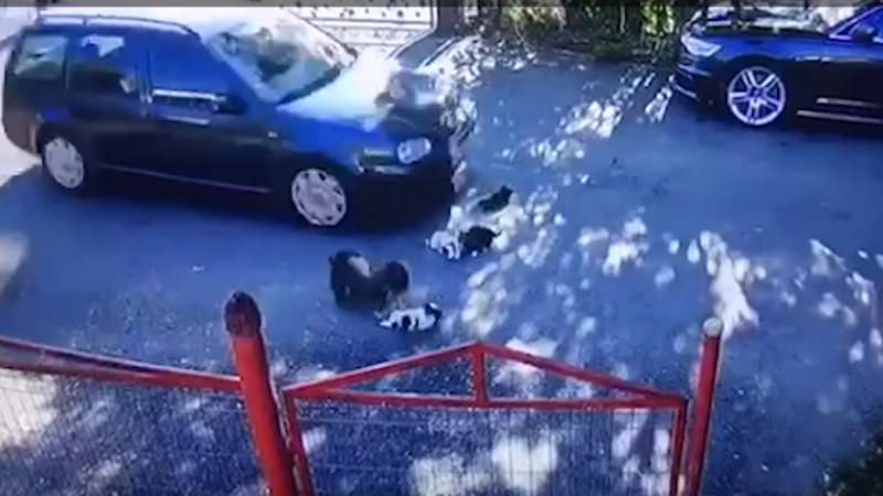 Pui de câine călcați de un șofer. ”Niciodată nu mi-a fost dat să văd o asemenea cruzime” VIDEO