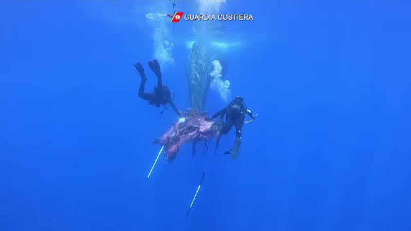balena