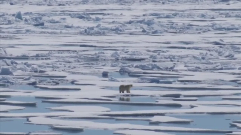 Urșii polari ar putea dispărea până la sfârșitul secolului. Cum pot fi salvați