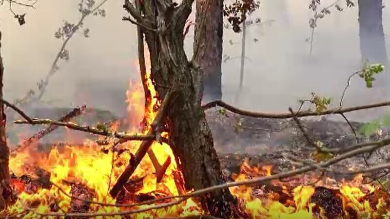 Incendiu puternic în Parcul Natural Porțile de Fier. Hectare întregi de pădure au fost mistuite de flăcări