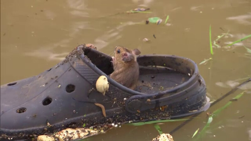 Un șoricel care plutea pe un pantof, surprins de jurnaliști în timpul inundațiilor din Olanda