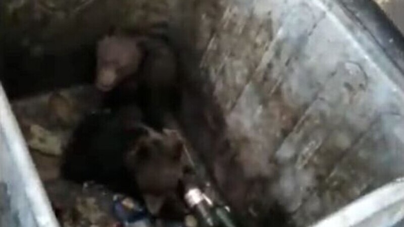 Doi pui de urs, eliberați de jandarmi dintr-un tomberon, în Poiana Brașov |VIDEO