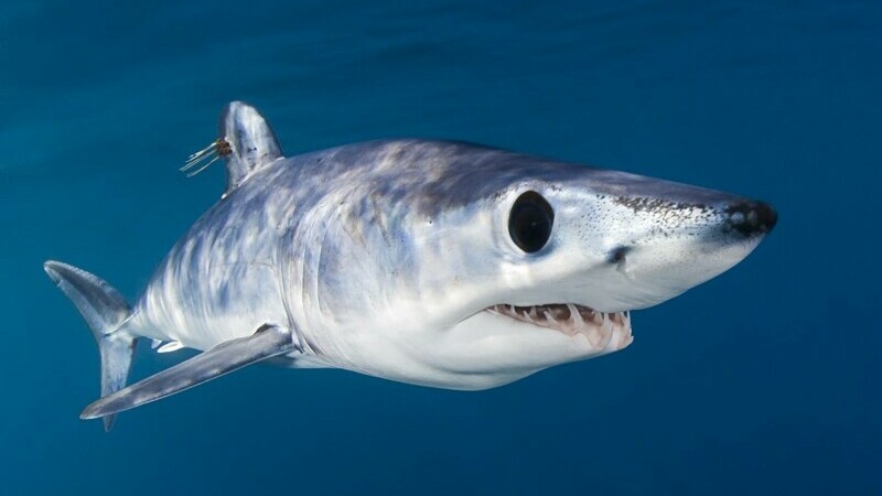 Românca ucisă în Egipt nu a avut nicio șansă în fața rechinului Mako. Acesta își atacă prada cu o viteză foarte mare | FOTO