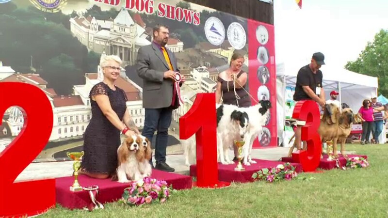 concurs de frumusete de caini la Arad