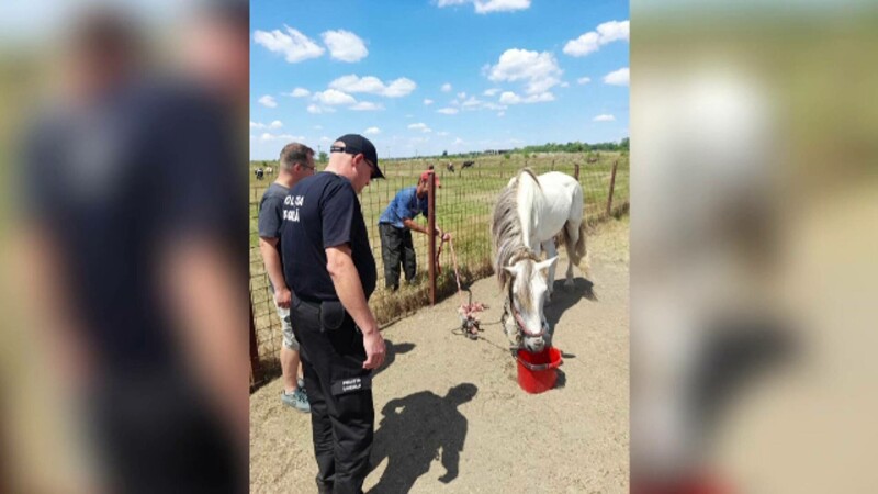 Cruzime fără margini într-un sat din Iași. Un cal a fost legat de gard și  lăsat zile întregi fără apă și hrană - Stirileprotv.ro
