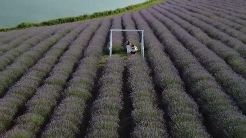 lavanda