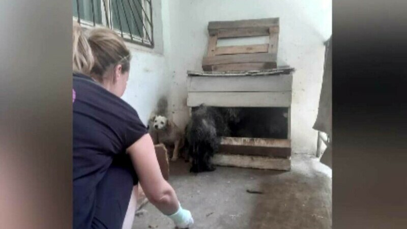 Zece câini înfometați și bolnavi, luați din curtea unui bărbat din Mureș. Voluntar: „Efectiv nu le găseam ochii