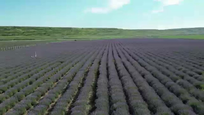 lavanda