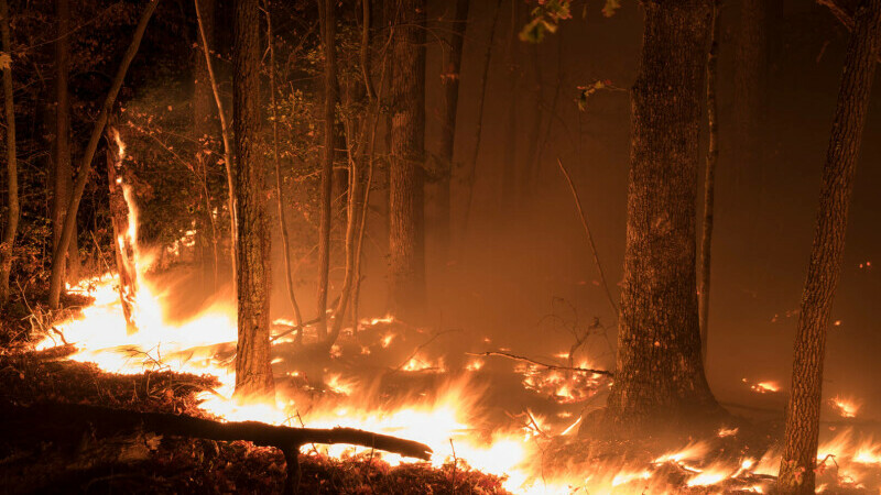 incendii de vegetaţie