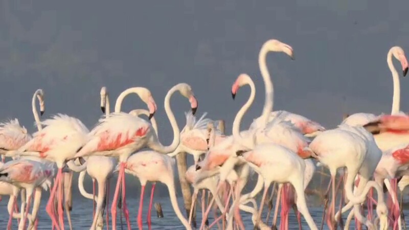 flamingo