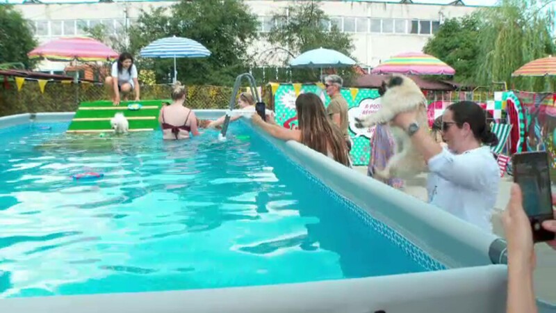 piscina caini