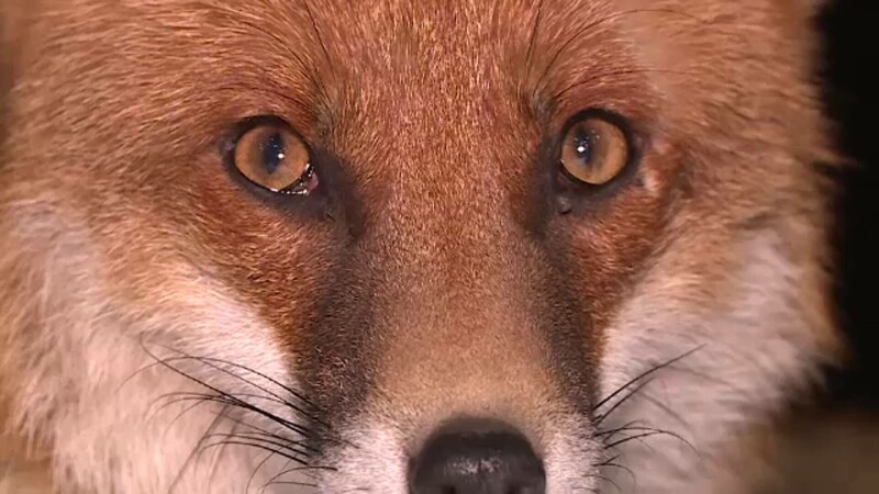 vulpe