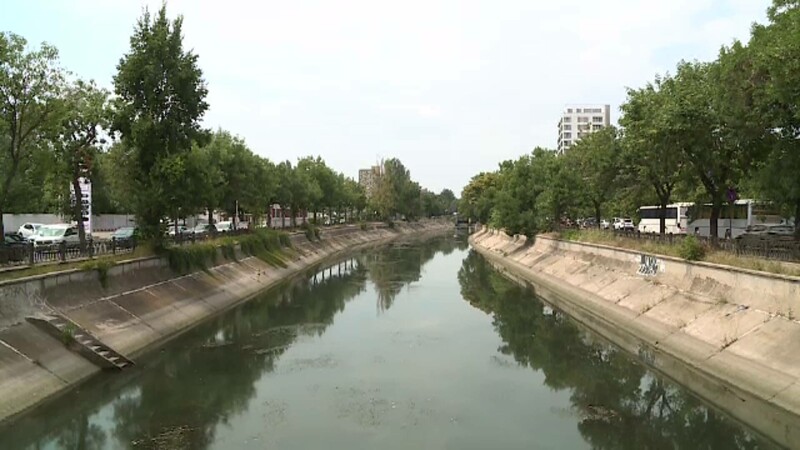 alge dambovita