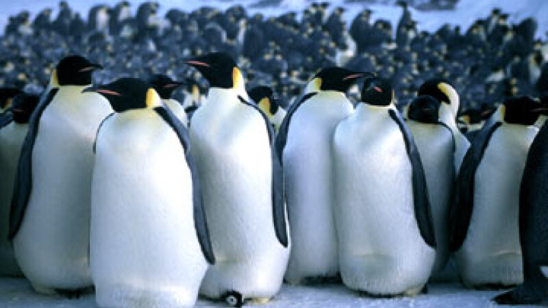 Pinguini imperiali