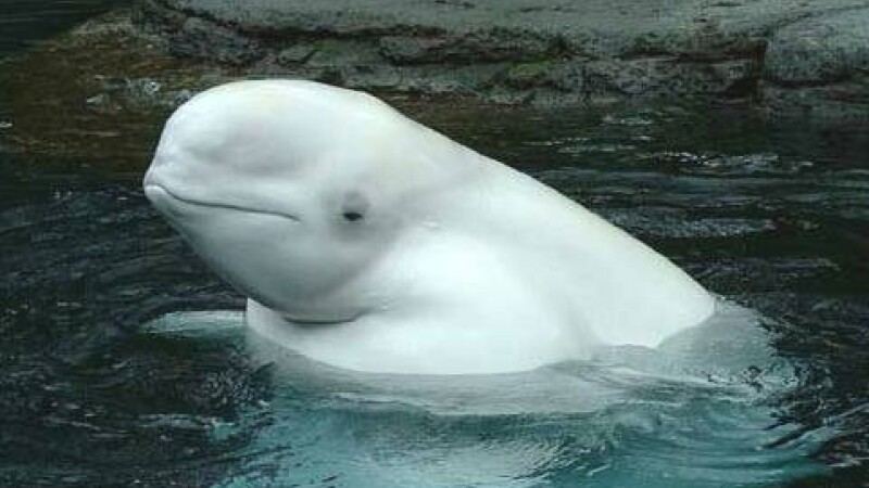 Beluga