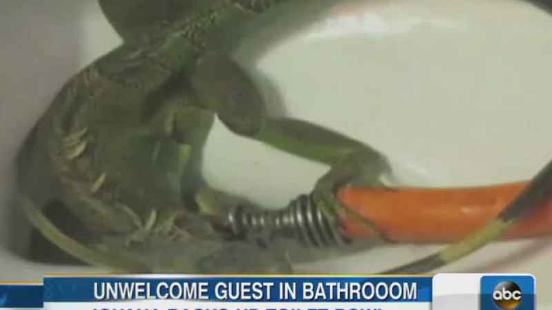 iguana