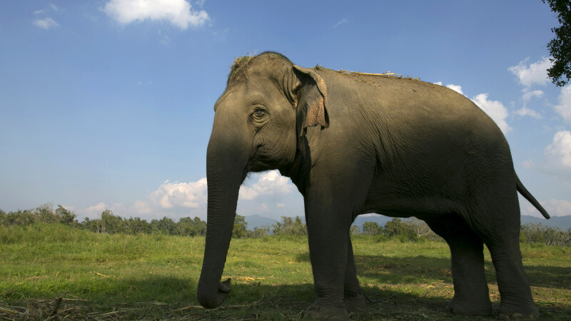 elefant