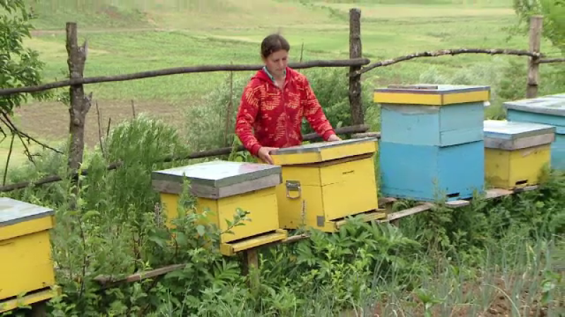 apicultori Vaslui