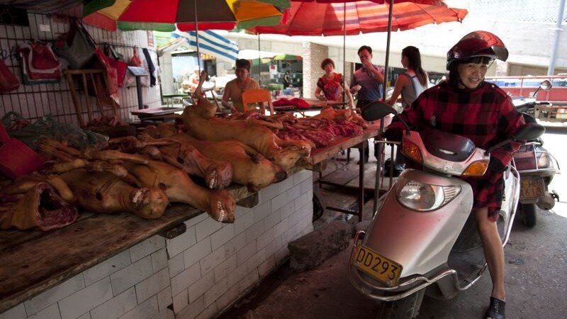 Festivalul carnii de caine din China