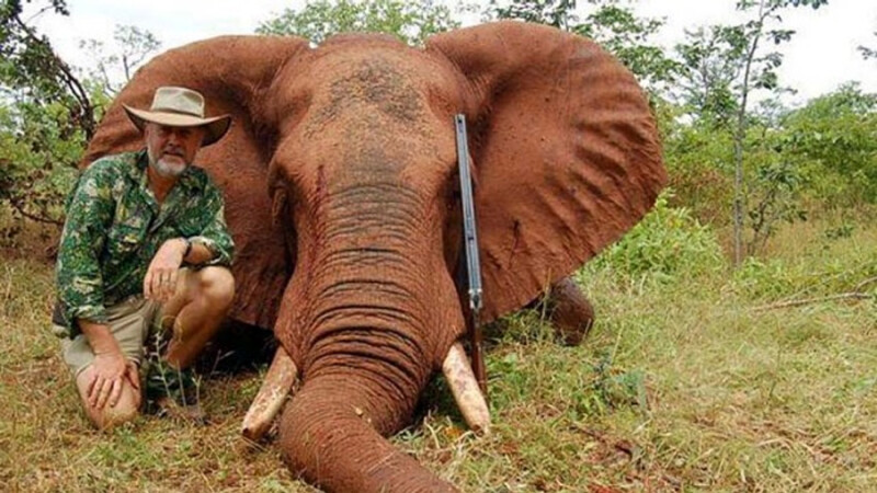 parlamentar australian cu elefantul vanat
