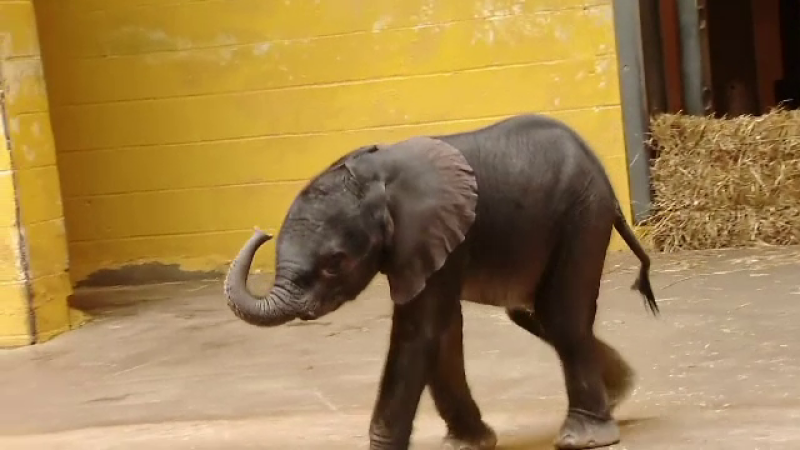 Puiul de elefant dintr-o gradina zoo din SUA