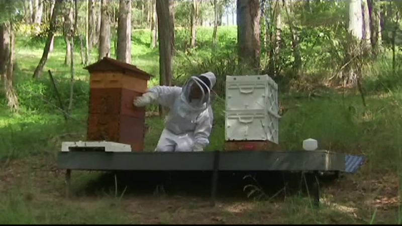 Invența care salvează viața albinelor. Cum arată dispozitivul de recoltare al veninului