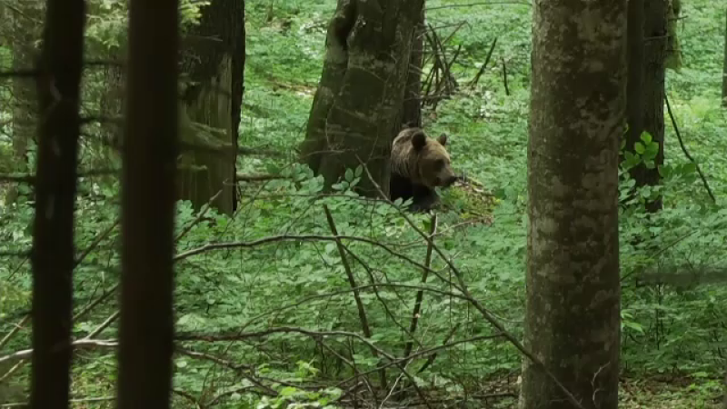 O ursoaică s-a năpustit asupra unei femei din Ungaria, la Lacul Sfânta Ana