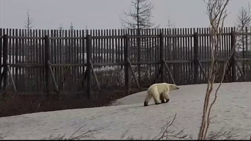 Un urs polar, surprins în oraș. Schimbările climatice ”l-au alungat” din habitatul său
